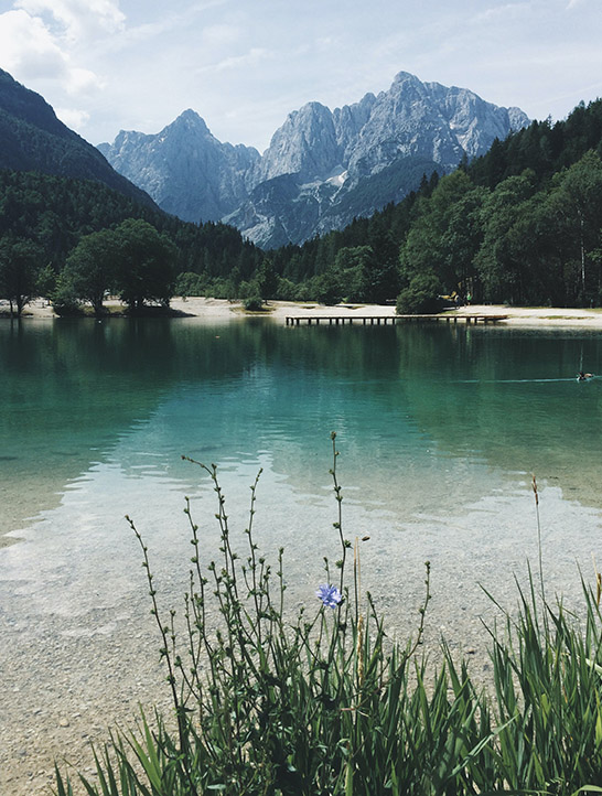 Wildflowers growing in front of a large lake