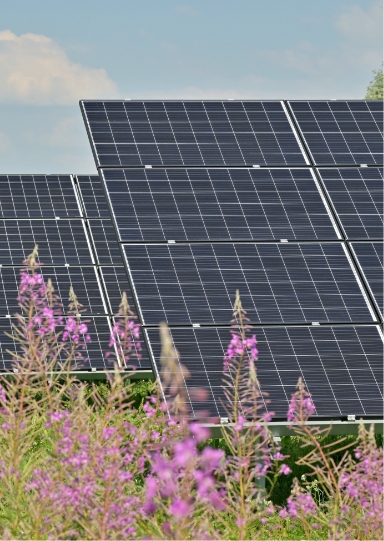 Solar panels in front of pink wildflowers